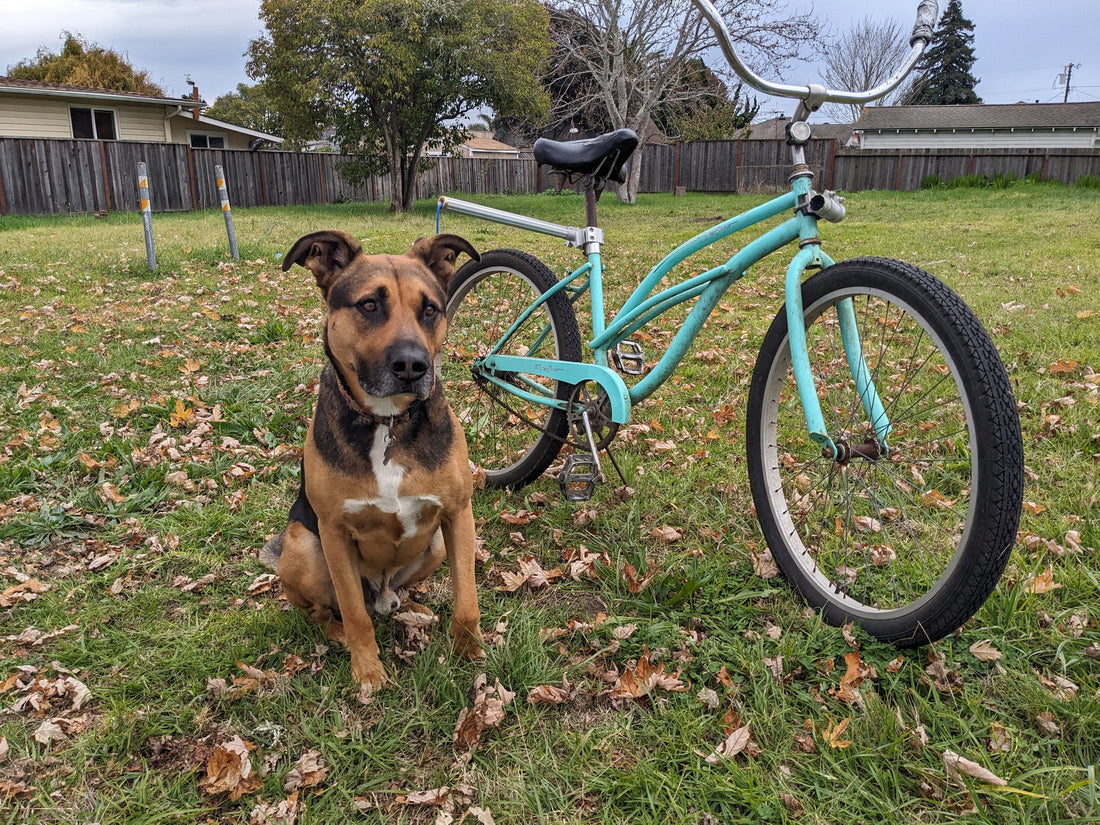 MBB Dog Runners