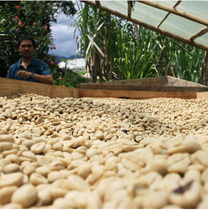 Decaf Colombia Excelso